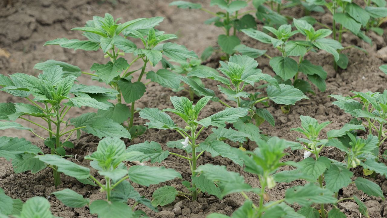 4K农民种植的蔬菜芝麻