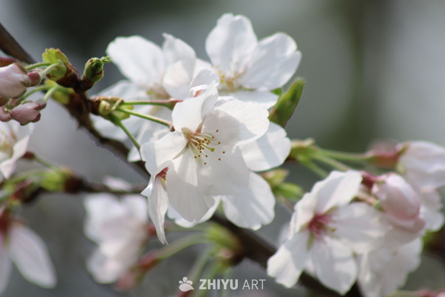 春风里的樱花绽放