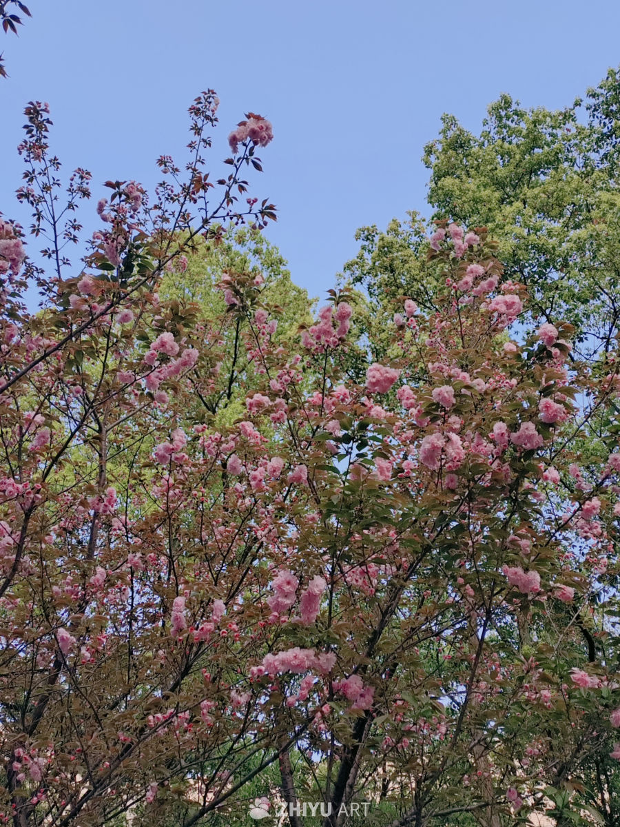 樱花