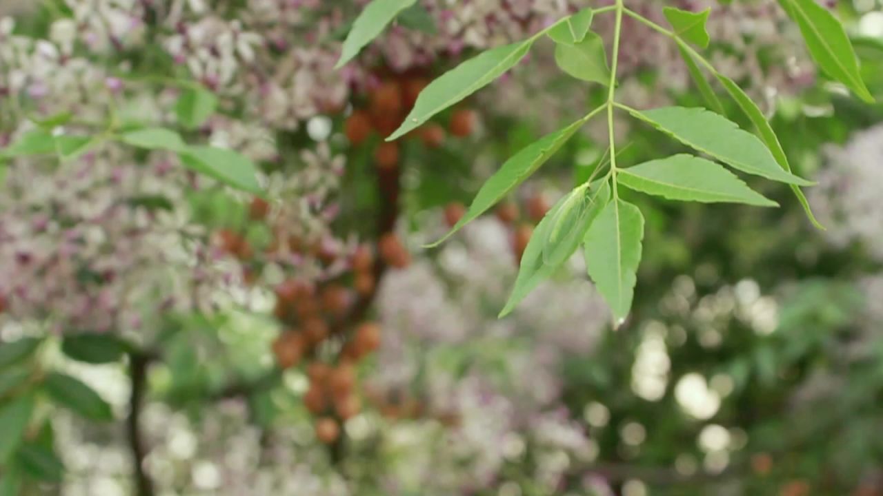 晴天树叶上的昆虫空镜