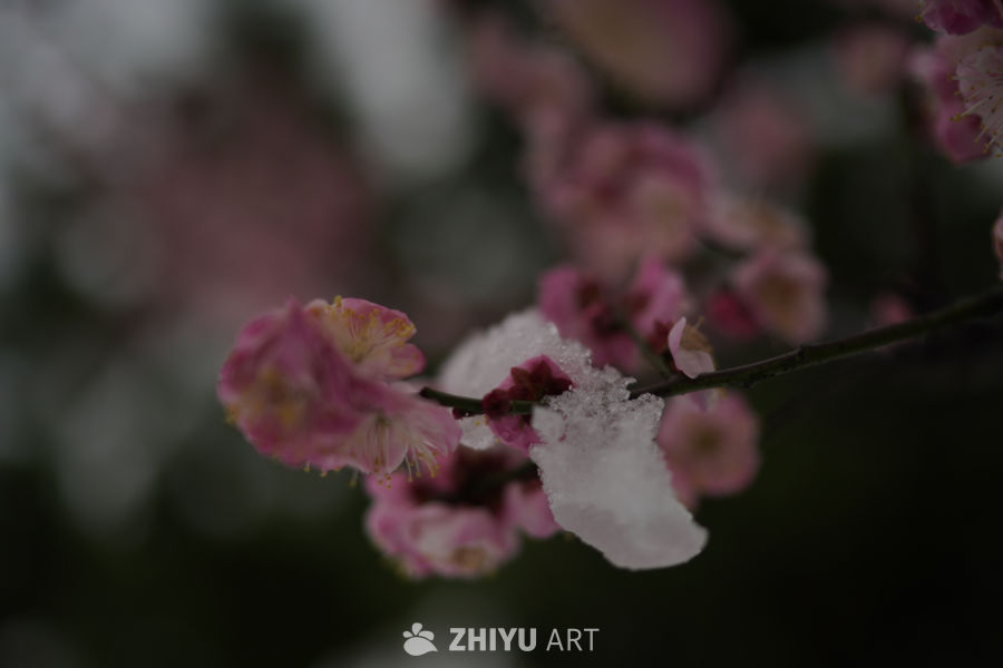 冬梅雪景