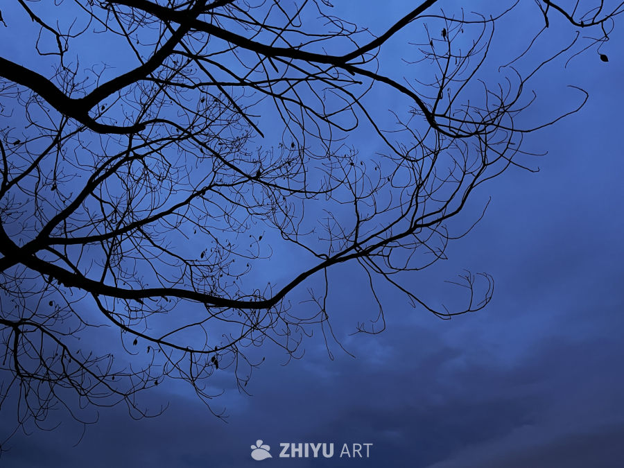 夜空下的枝影