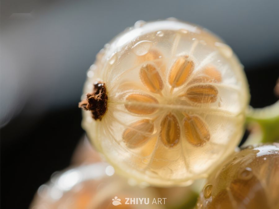透明果实内部结构特写 592