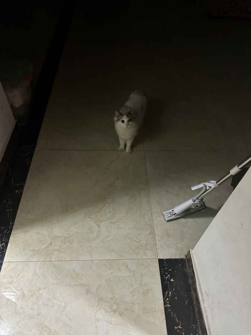 可爱的猫猫，谁能抗拒呢 22