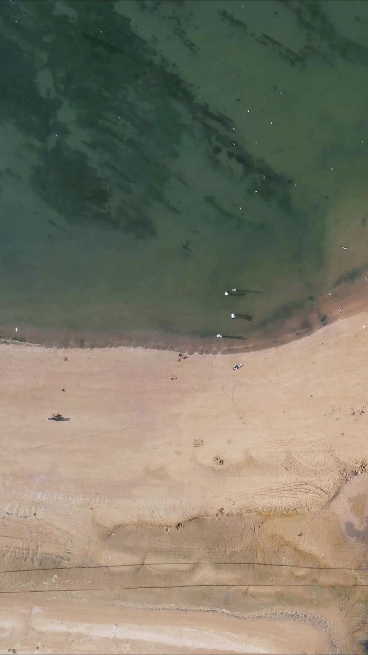 俯拍大海海浪沙滩海鸥竖屏  