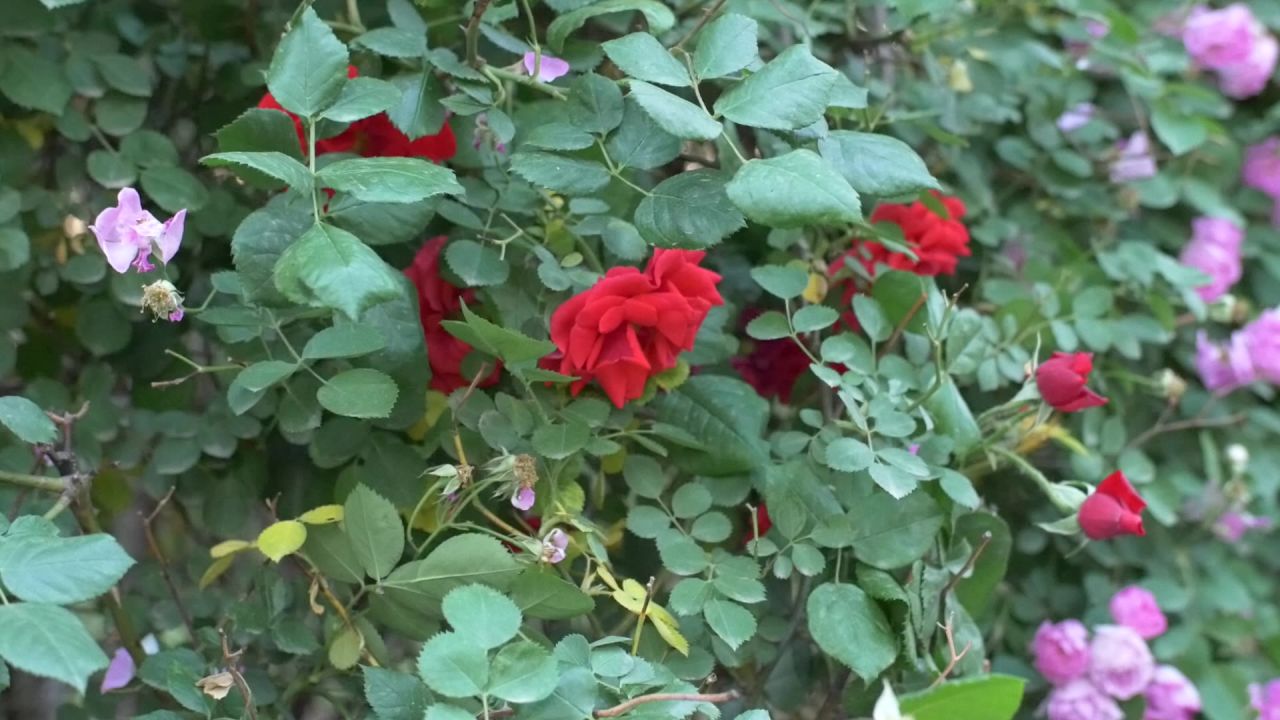 月季花丛