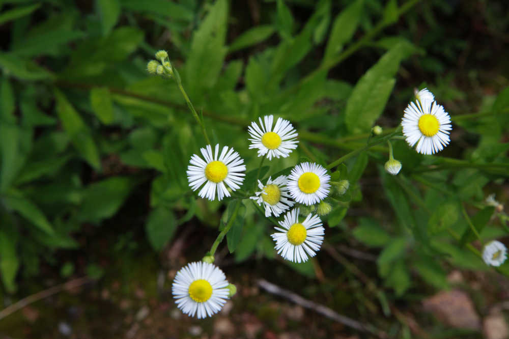 白雏菊