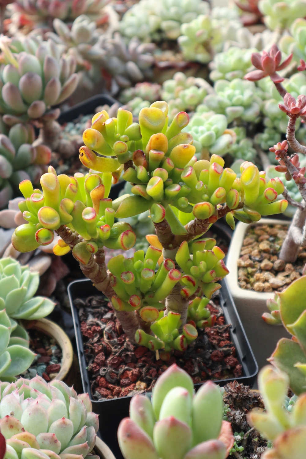 多肉植物