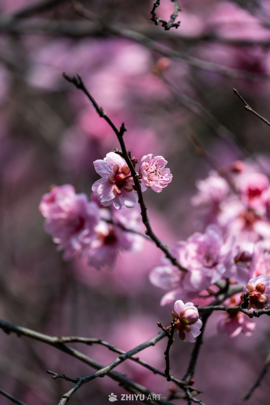 花开春来 5