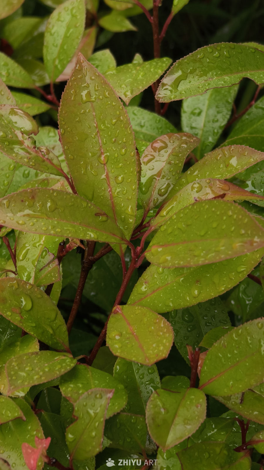 雨后绿叶的清新之美