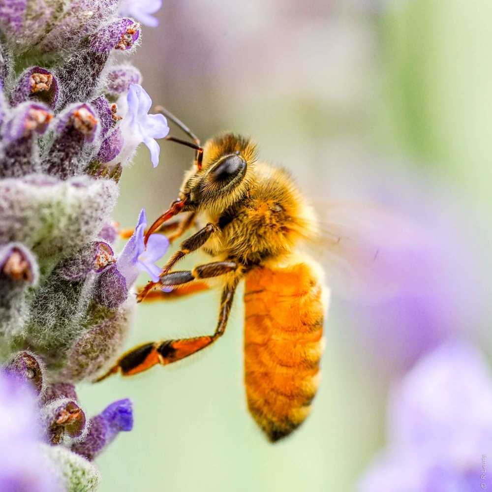 蜜蜂嗡嗡声昆虫