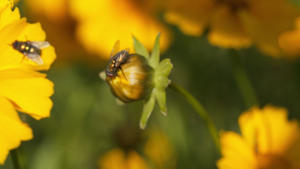 昆虫
