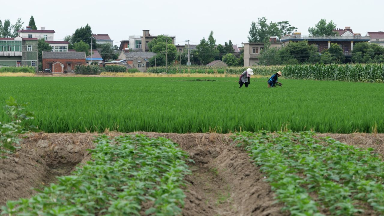 4K农名在田地里的干活