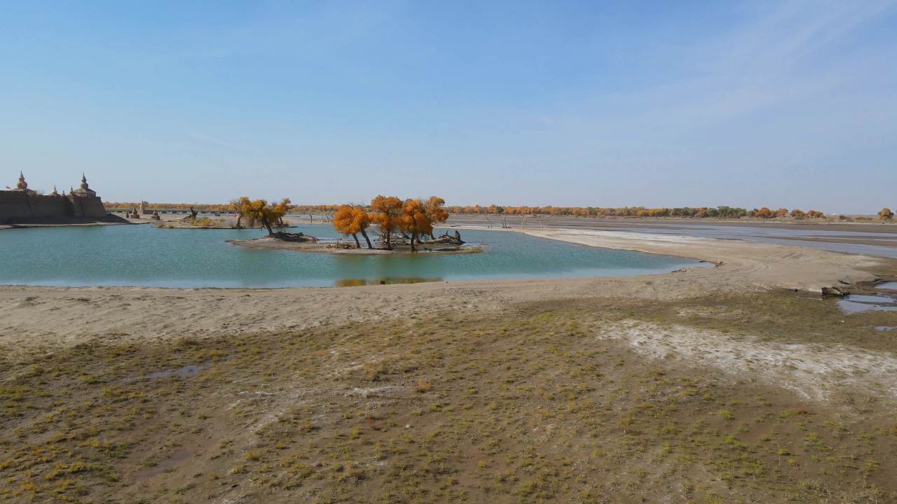 内蒙古额济纳弱水黑城胡杨林景区湖中小岛胡杨树 8