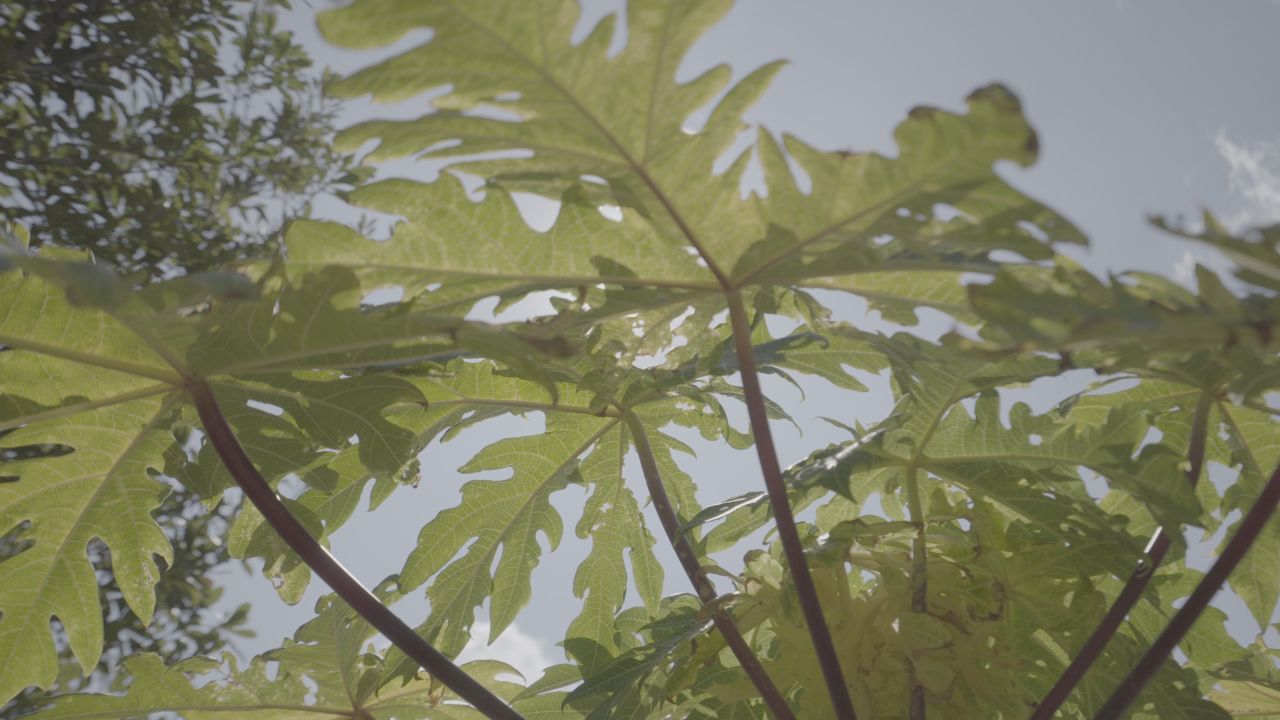 果实 17