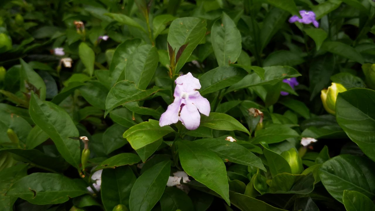 大自然花草植物 