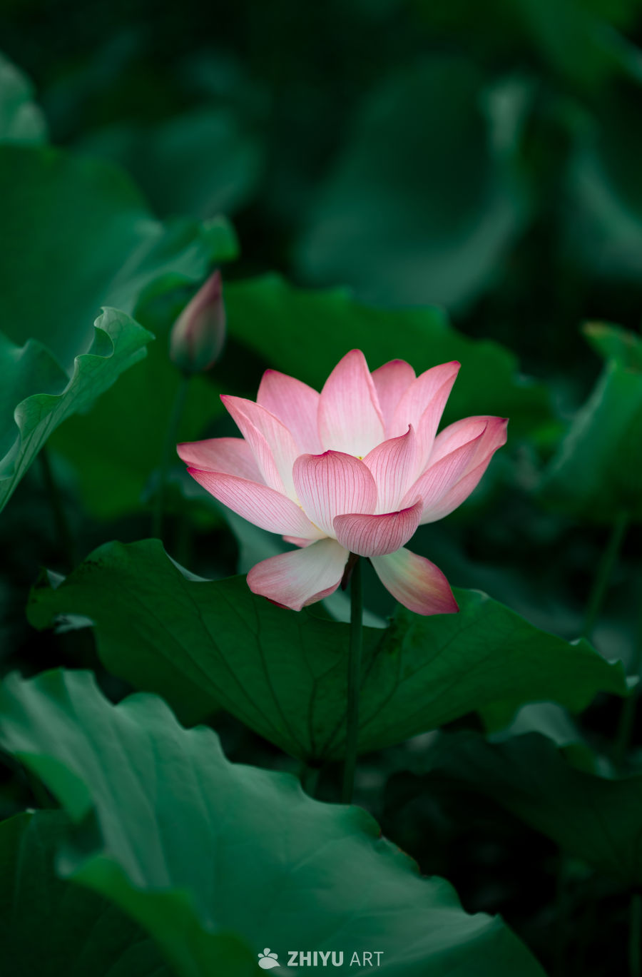 荷花 11