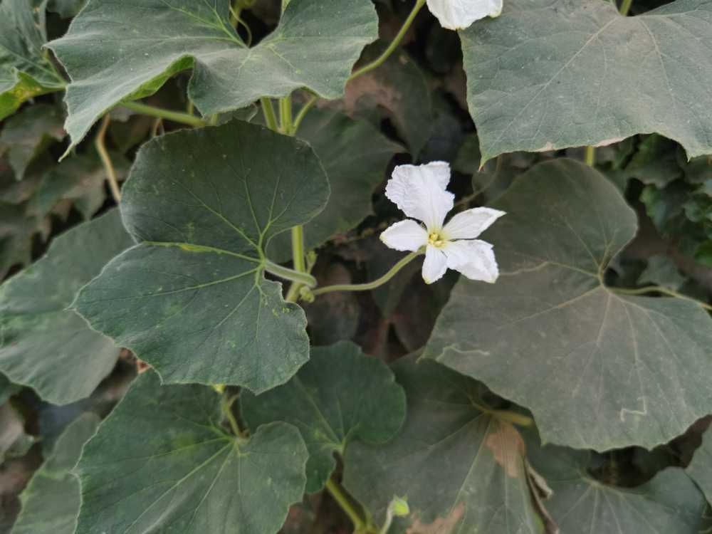葫芦花