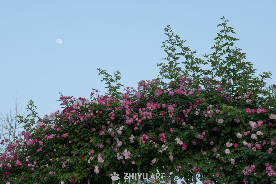 月季花 11