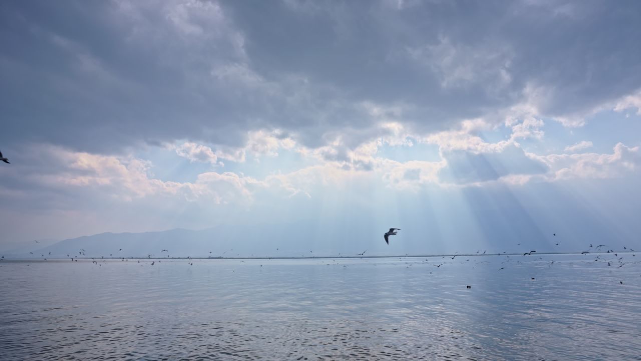 云南大理洱海海鸥升格高速实拍视频
