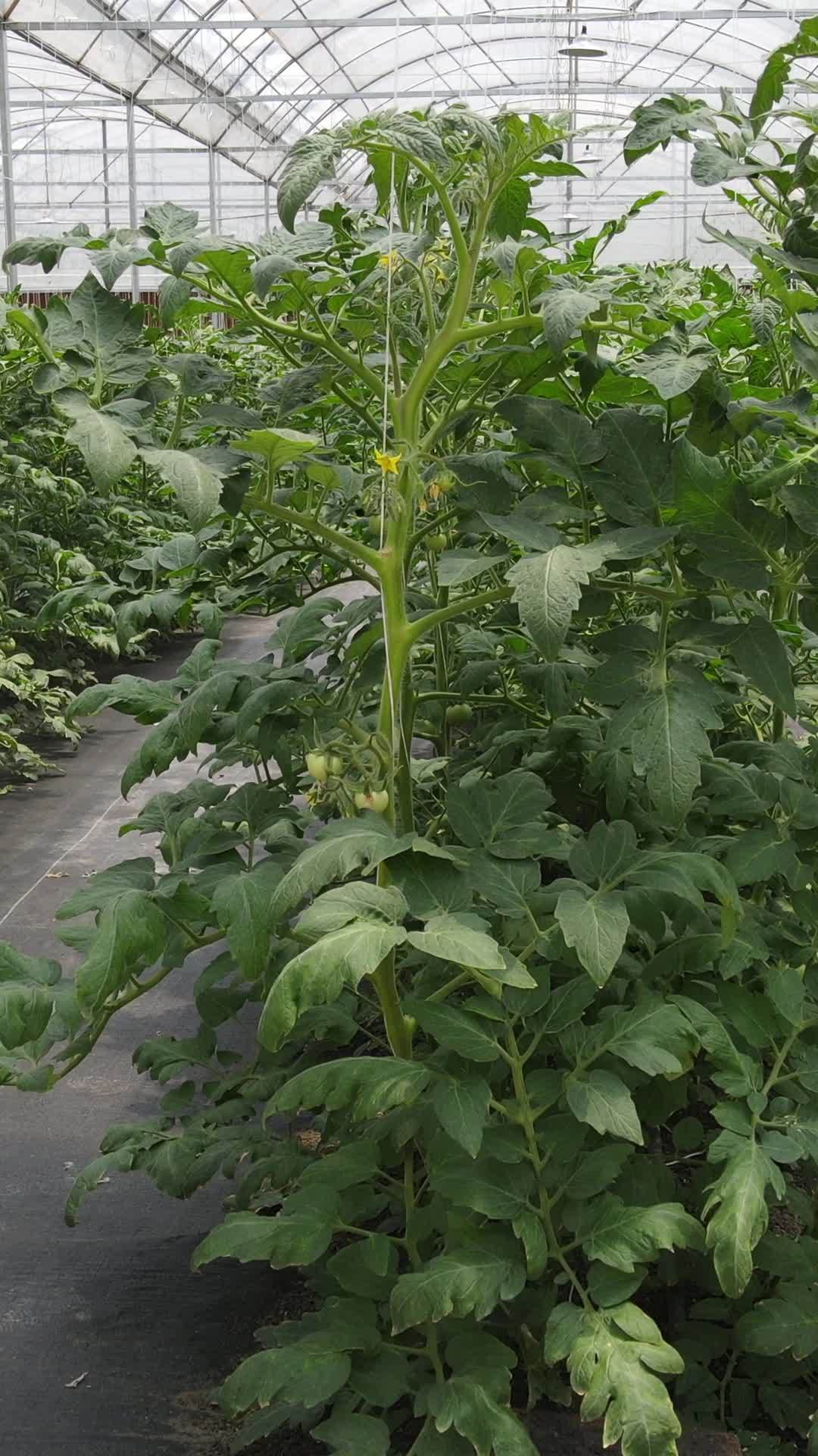 温室中的绿色生机