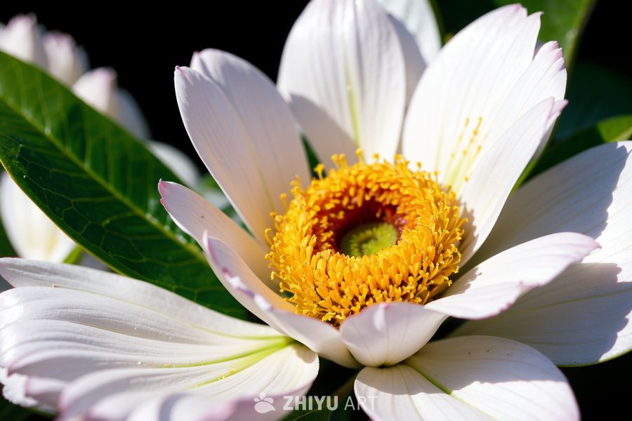 花 46