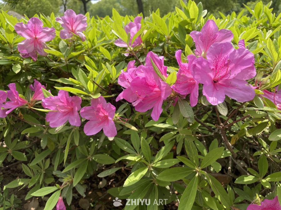 春季花卉 21