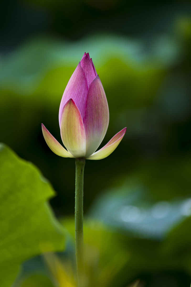 广西大学荷花