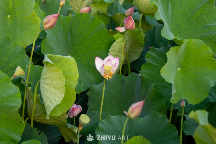 古楼荷花 31