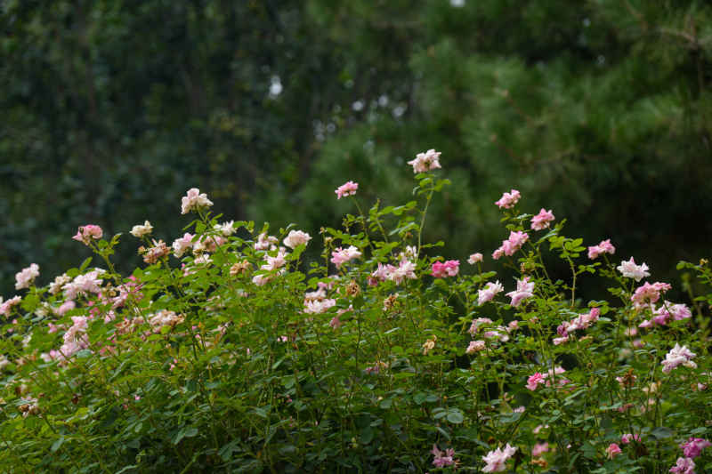 花群