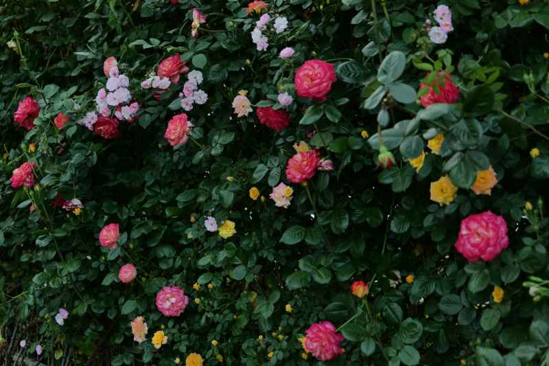 月季花 43