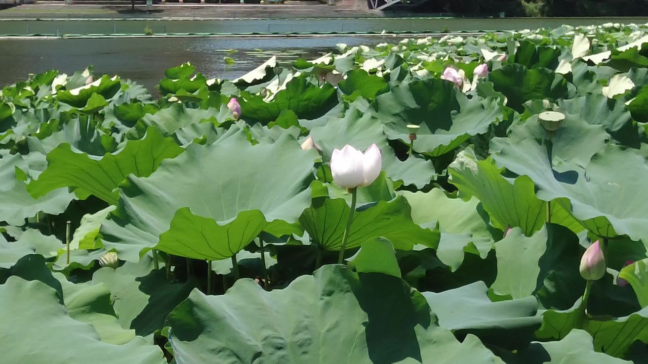 夏日风景蓝天白云荷花荷叶实拍 