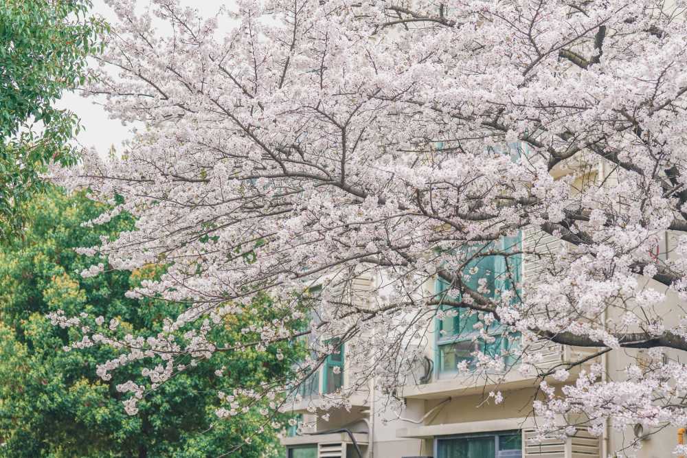 樱花季