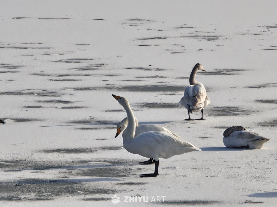 雪地天鹅静谧栖息