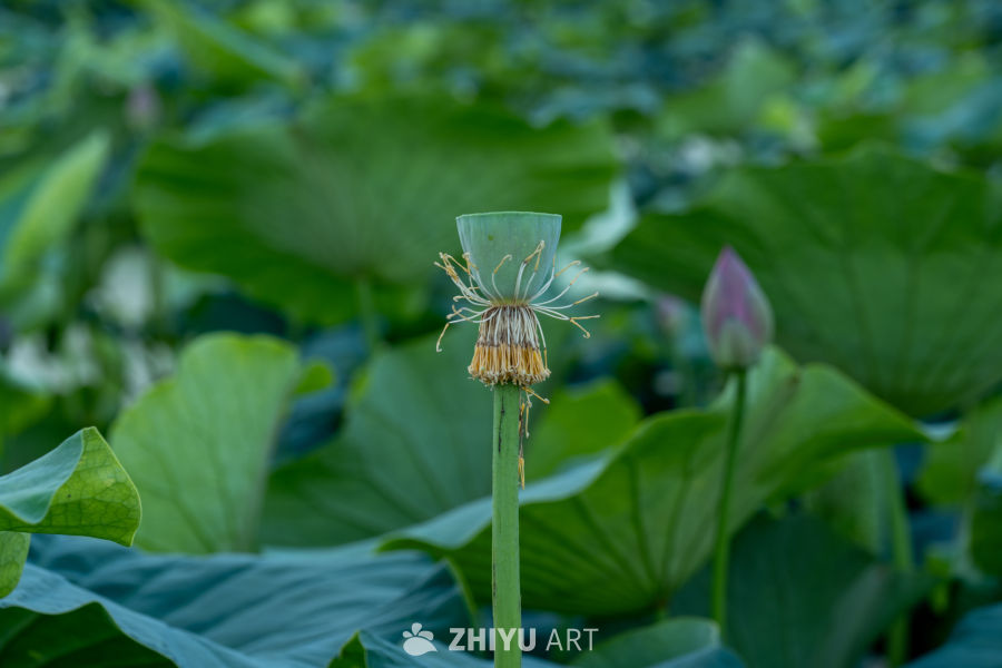 荷花 12