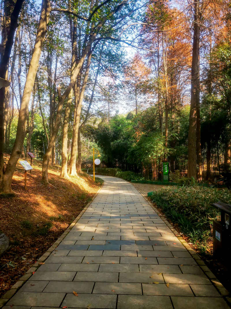 湖南省植物园秋天摄影图