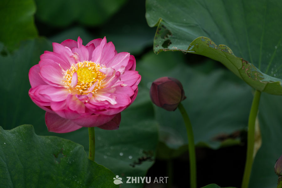 荷花 72
