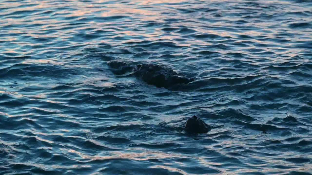 海