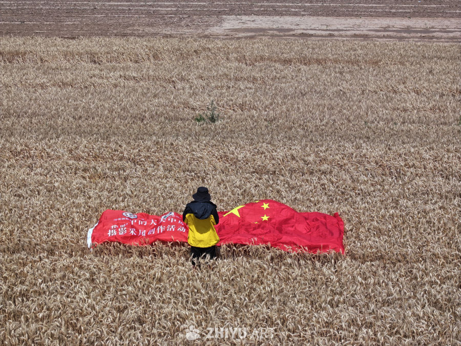 麦田中的国旗