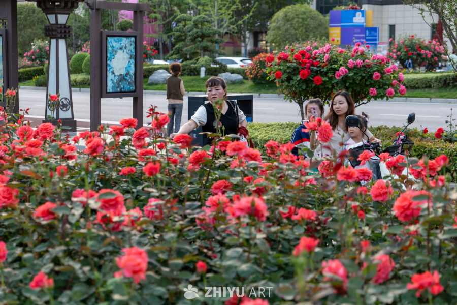 月季花 15