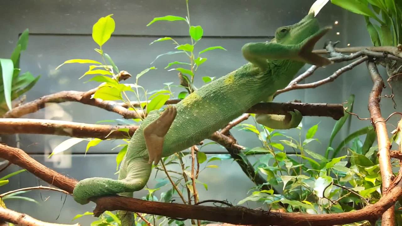 蜥蜴在树枝上攀爬