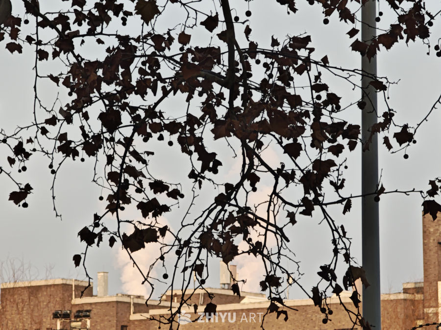 秋日城市枝头景