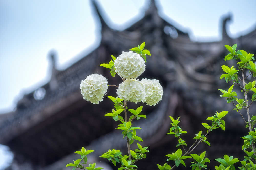 廉门牌坊下的木绣球