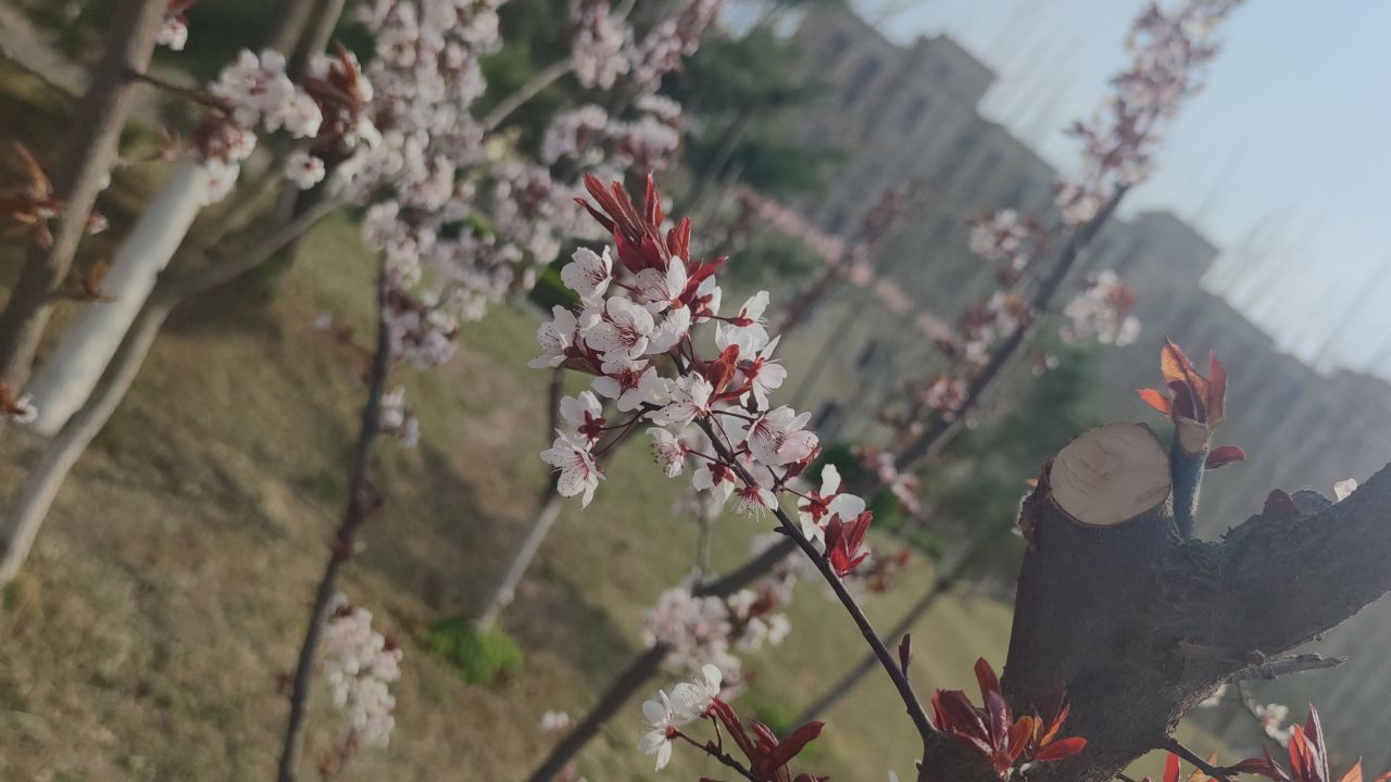 春天来了 25