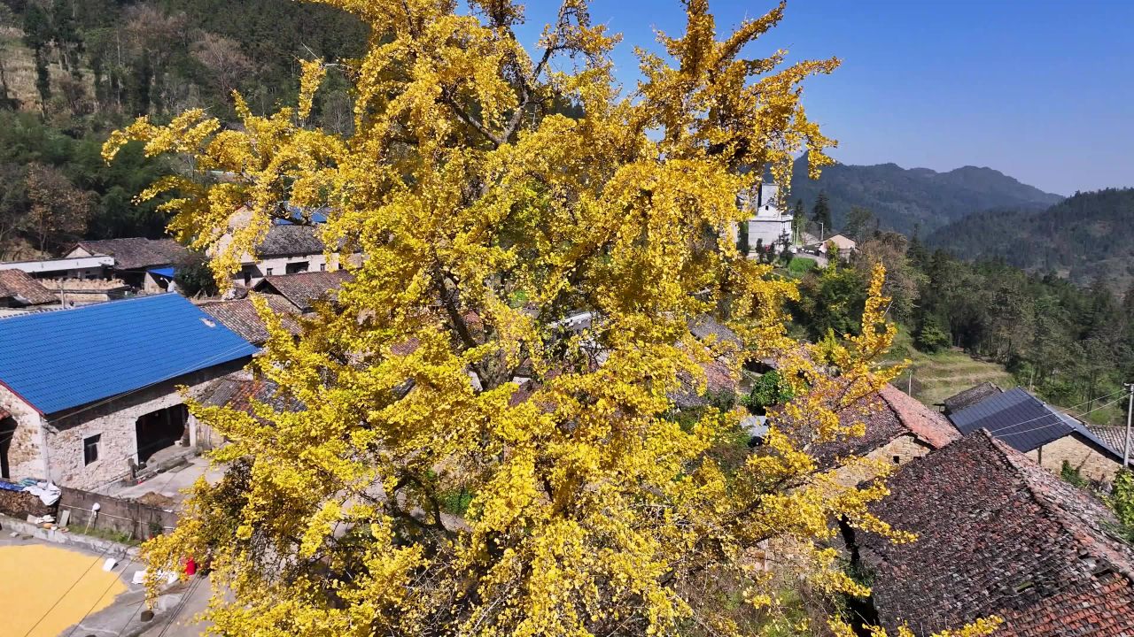 4k航拍山村古银杏树 古银杏黄叶成林