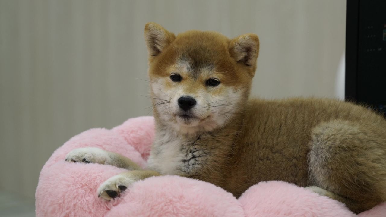 柴犬幼仔