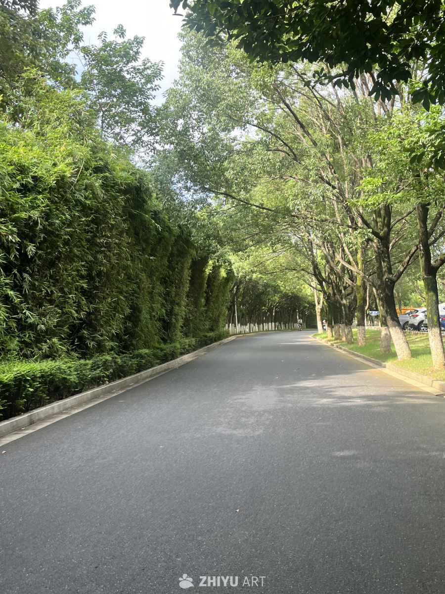 绿意盎然的林荫道