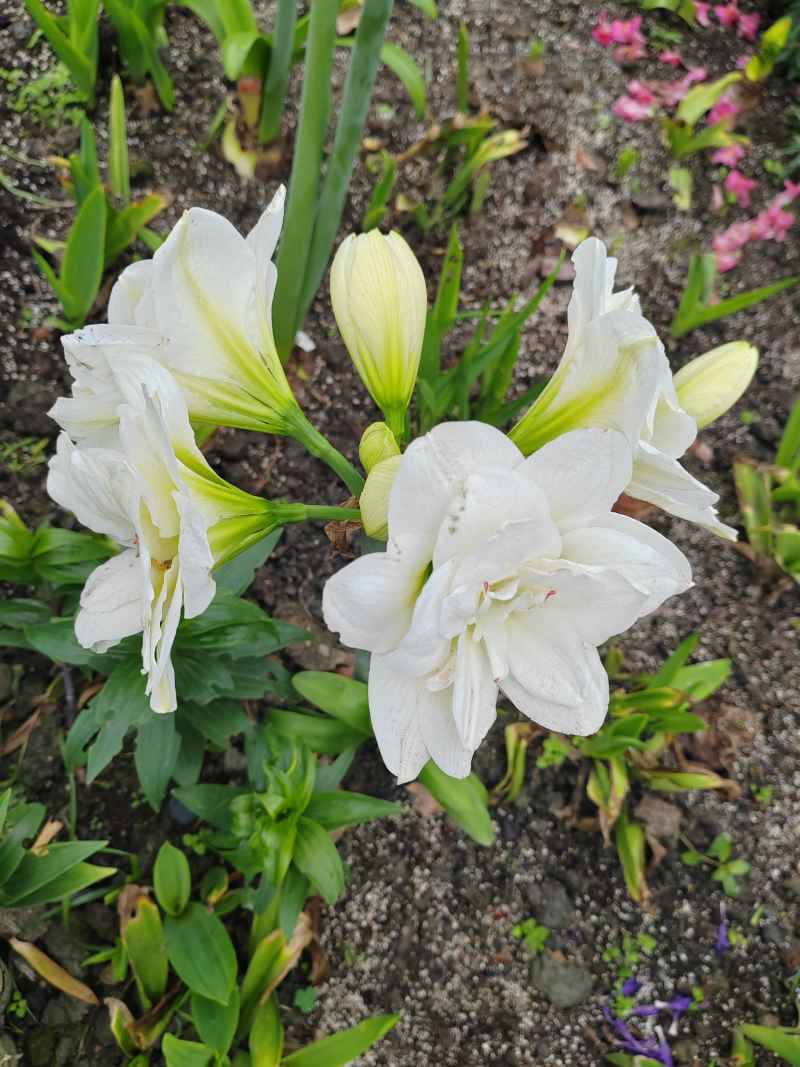白花
