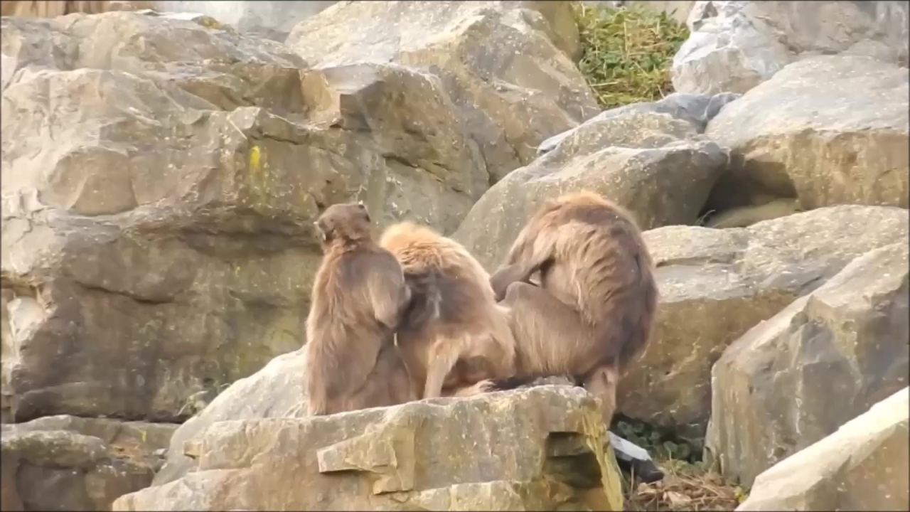 毛皮护理动物园动物