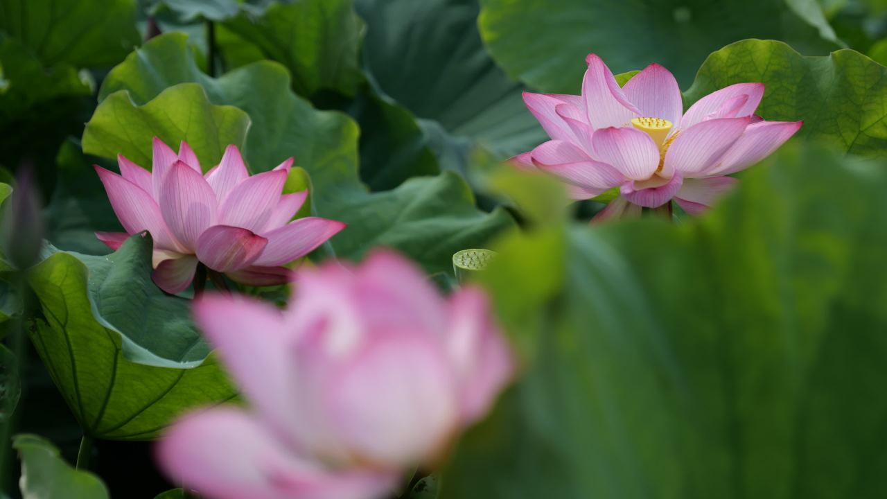 荷花 48